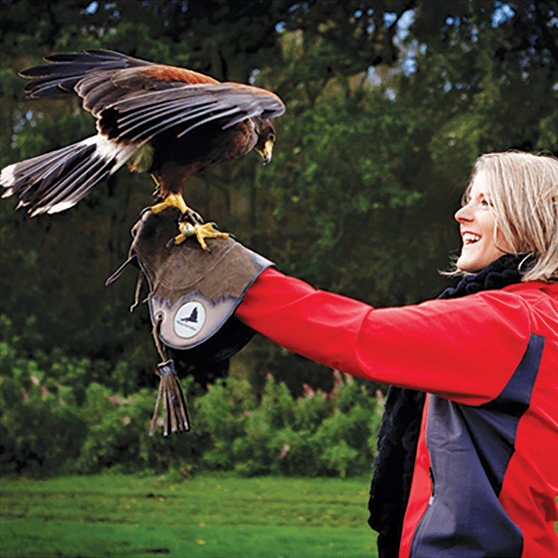 Cheshire Falconry