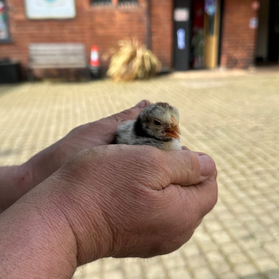 Chick Handling