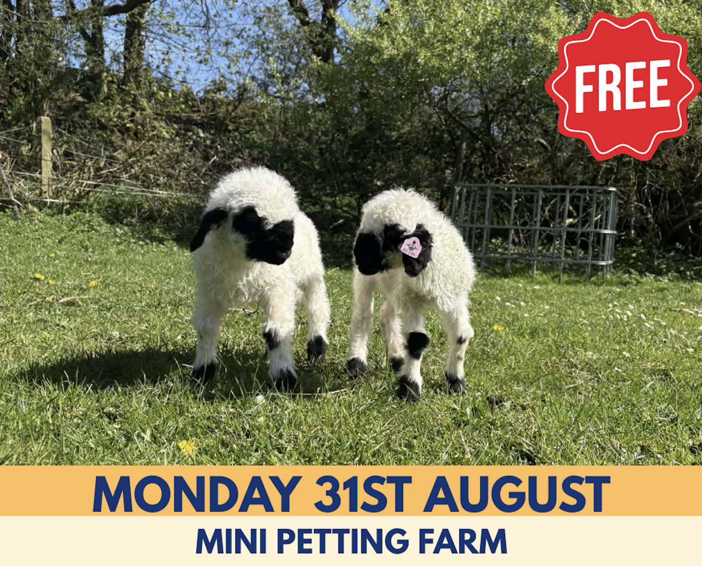 Free Mini Petting Farm